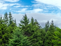 Fundy National Park Of Canada